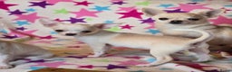 Chihuahua dogs for sale: Smoothcoat Chihuahua boy - Advert 4