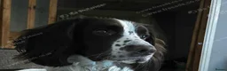 English Springer Spaniel dogs for stud: BEAUTIFUL BOY FOR STUD IN BLACKPOOL - Advert 2