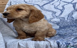 Cocker Spaniel dogs for sale: FULLY VACCINATED working cocker spaniel puppies  in Ashford - Image 2