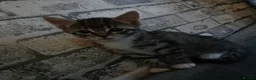 Mixed Breed cats for sale: Girl and boy left  - Advert 6