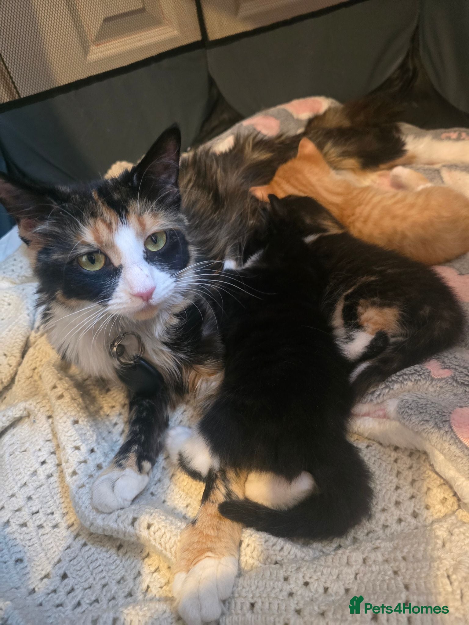 Mixed Breed cats Beautiful kittens  - Advert 1