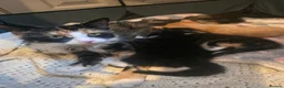 Mixed Breed cats for sale: Beautiful kittens  - Advert 1