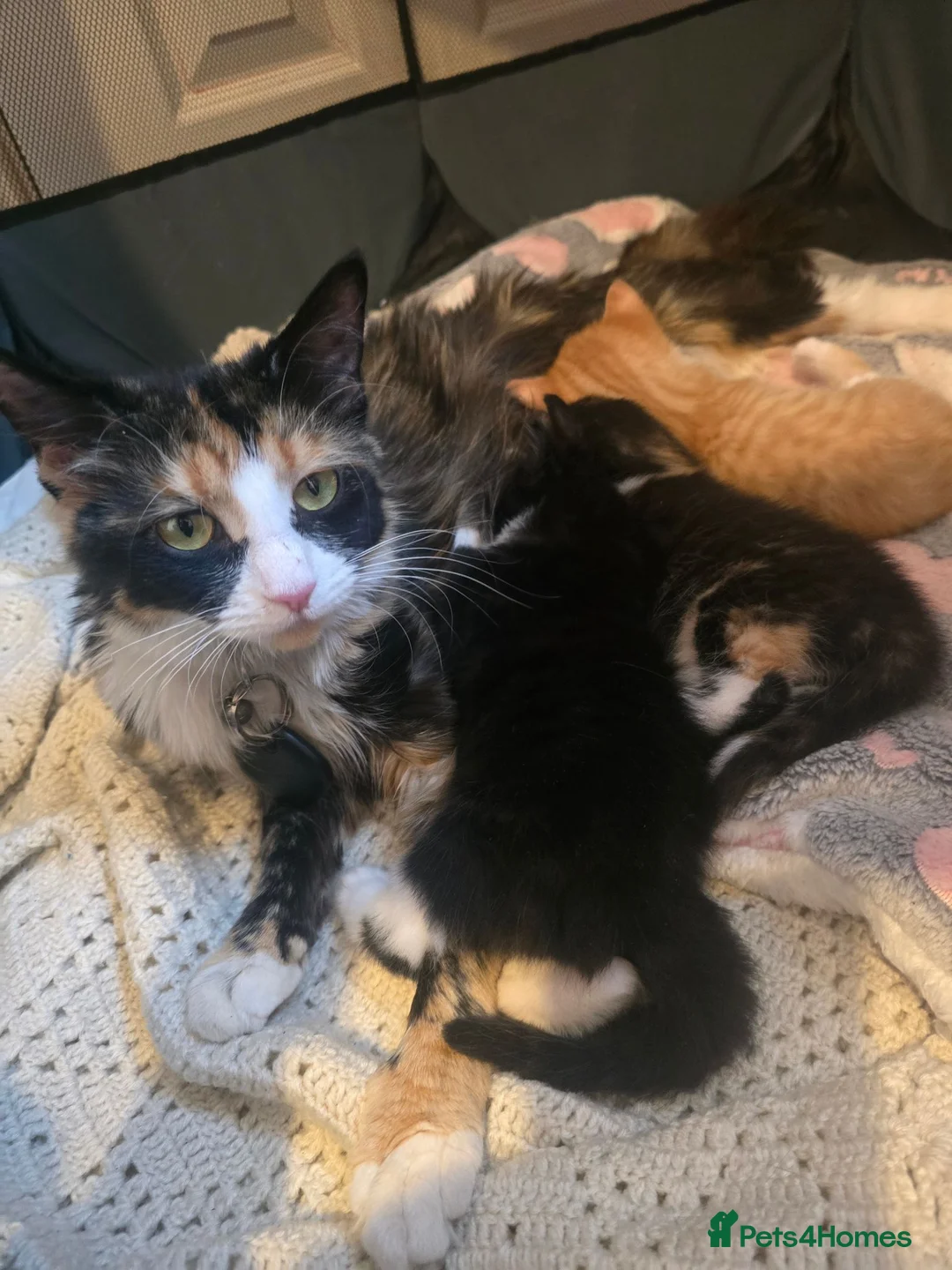 Mixed Breed cats for sale: Beautiful kittens  - Advert 1