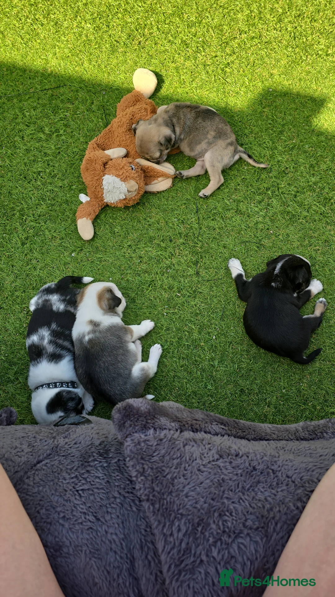 Pug dogs for sale: 5 Georgous Pug puppies  - Advert 24