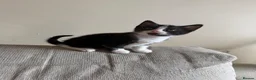 Mixed Breed cats for sale: Mixed kittens for sale in Alford - Advert 3