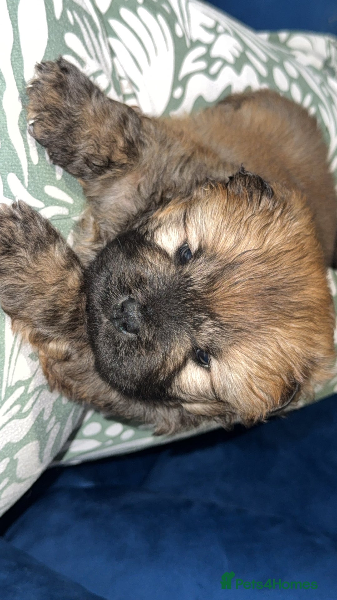 Chow Chow dogs for sale: Chow chow puppies  - Advert 35