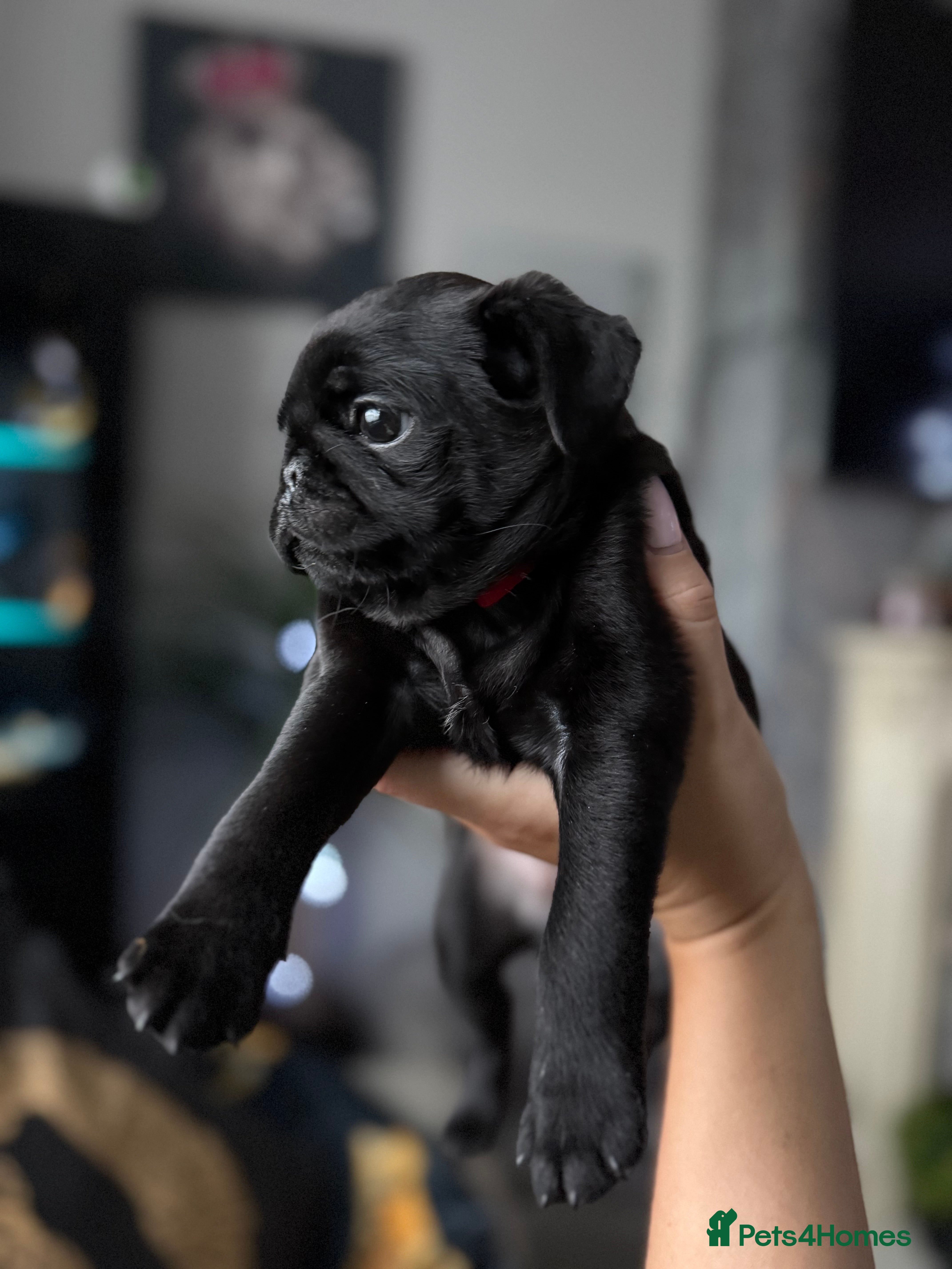 Pug dogs Two girls and one boy are available;)  - Advert 1