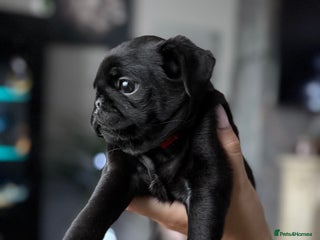 Pug dogs Two girls and one boy are available;) - Advert 1