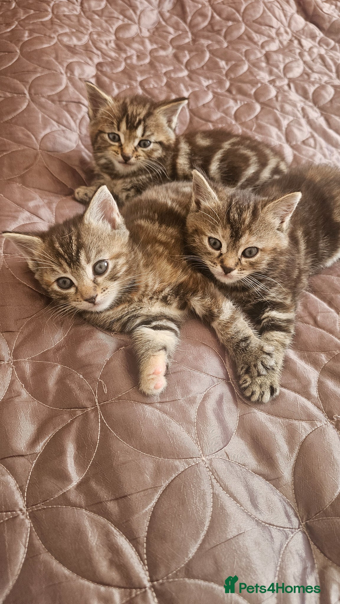 Mixed Breed cats Long fur kittens related to Ragdoll  - Advert 1