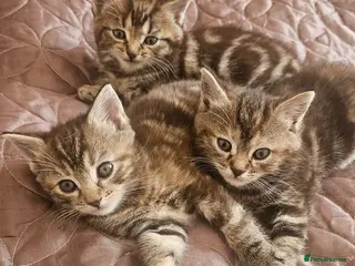 Mixed Breed cats Long fur kittens related to Ragdoll - Advert 6