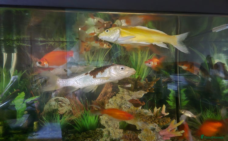Koi Carp fish - Advert 1