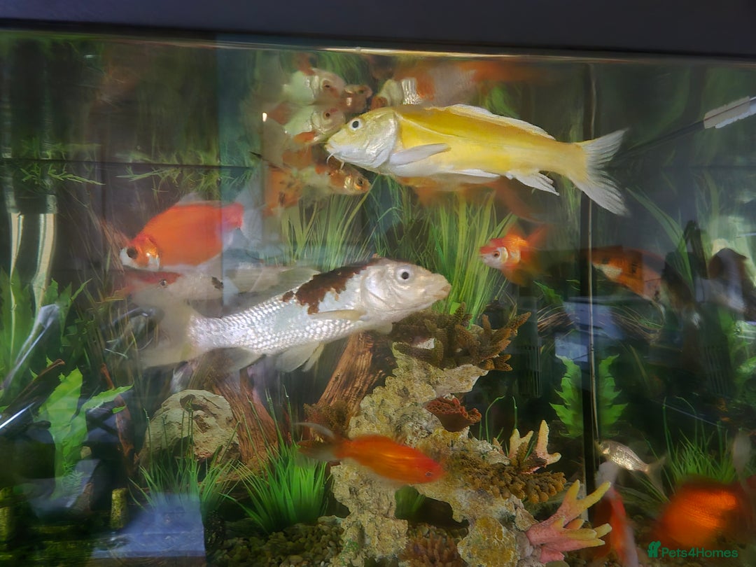 Koi Carp fish for sale: Koi carol and fency gold fish, ryukins oranda fish - Image 1