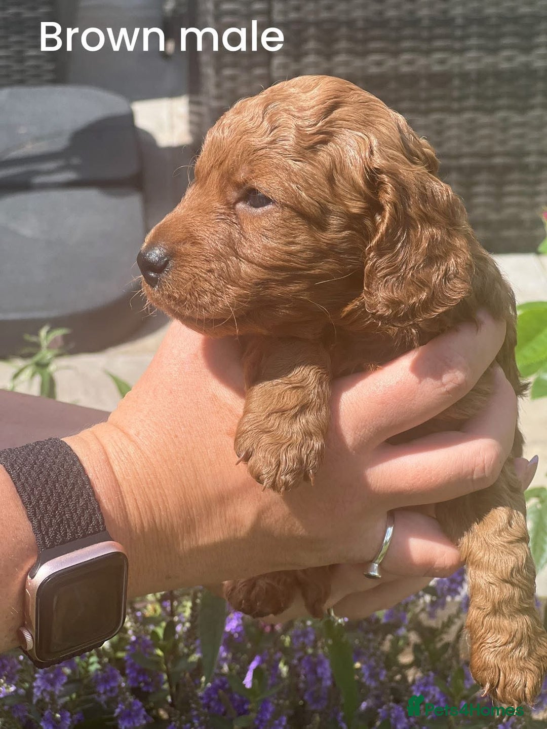 Cockapoo dogs for sale: Cockapoo puppy for sale  - Image 2