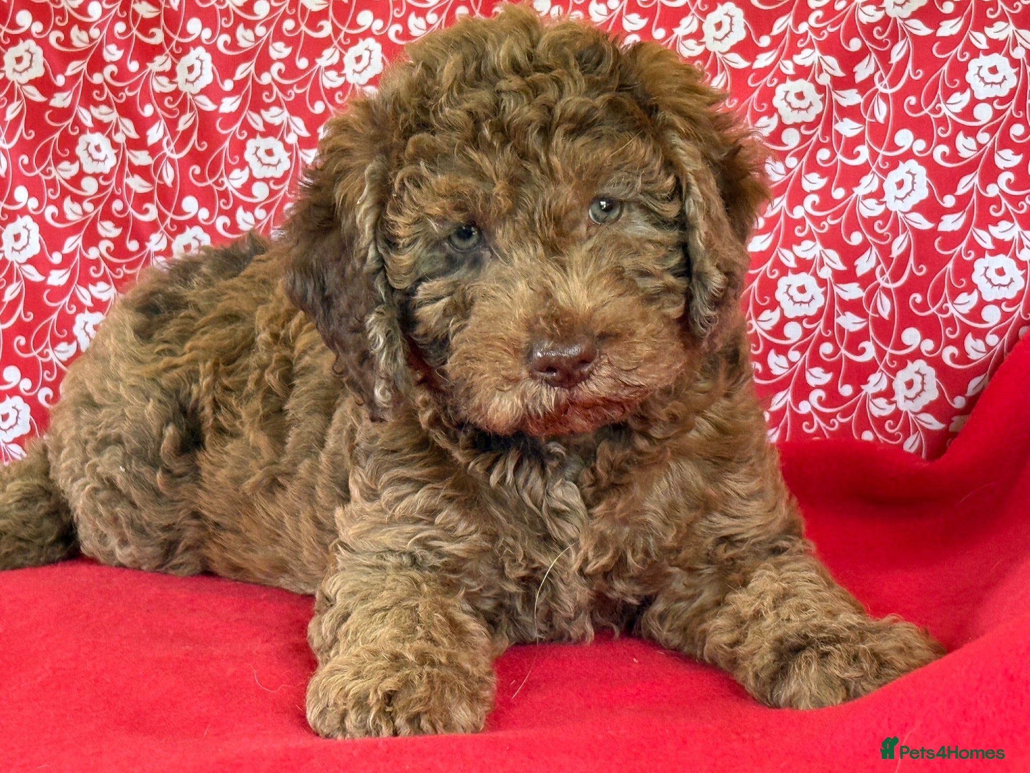 Australian Labradoodle dogs Australian labradoodles  - Advert 1