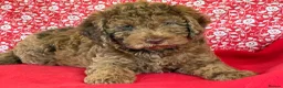 Australian Labradoodle dogs for sale: Australian labradoodles  - Advert 5