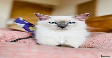 Ragdoll cats - Advert 4