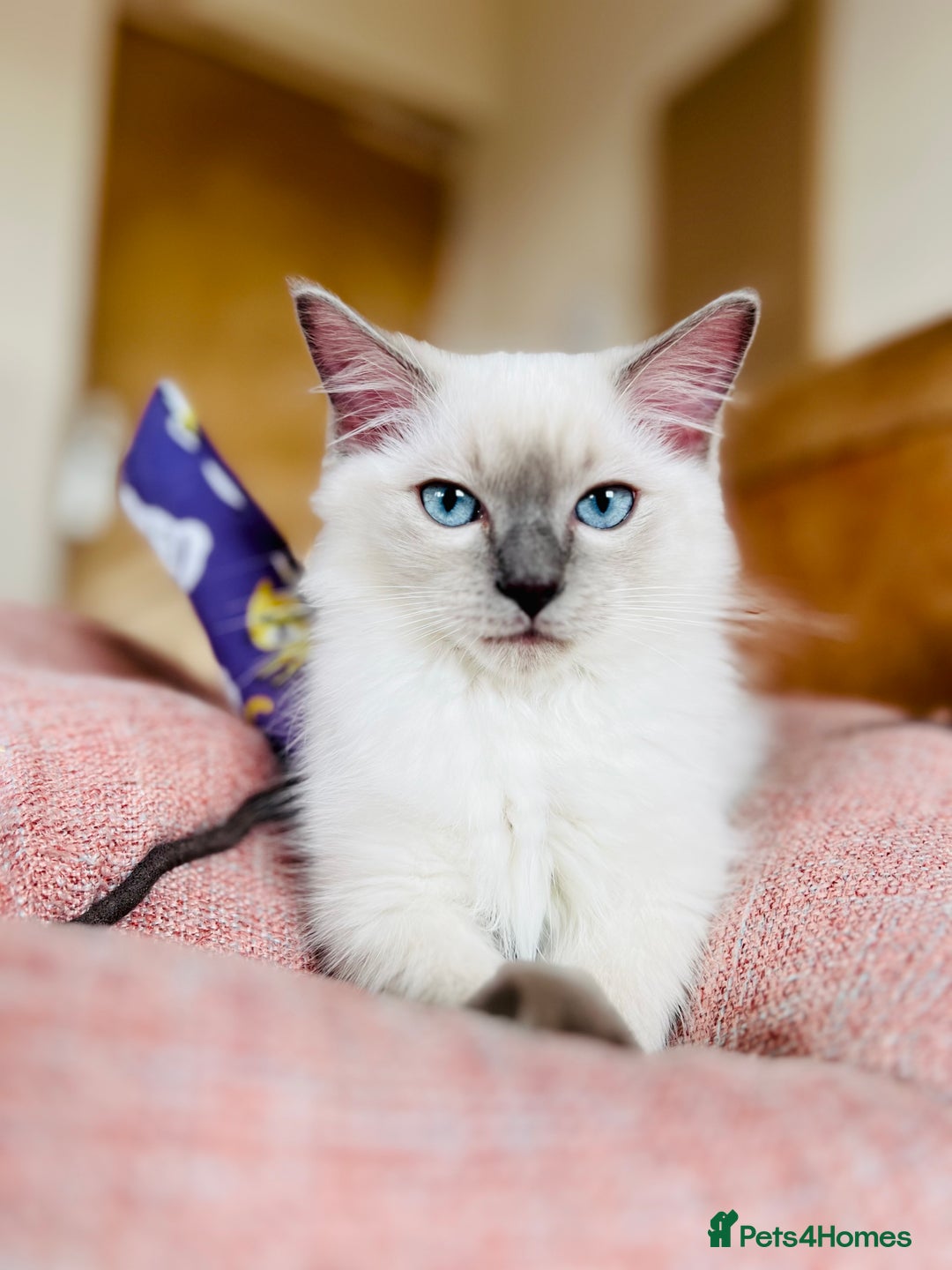 Ragdoll cats for sale: ADORABLE RAGDOLL KITTEN CHAMPIONLINE - Image 2