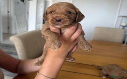 Cockapoo dogs for sale: Red fox mini Cockapoo puppies in Alfreton - Image 6
