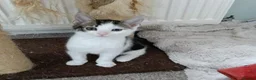 Mixed Breed cats for adoption: MARVIN - Advert 3
