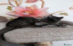 Mixed Breed cats for sale: Free Beautiful Young Female Cat for a new home - Advert 2