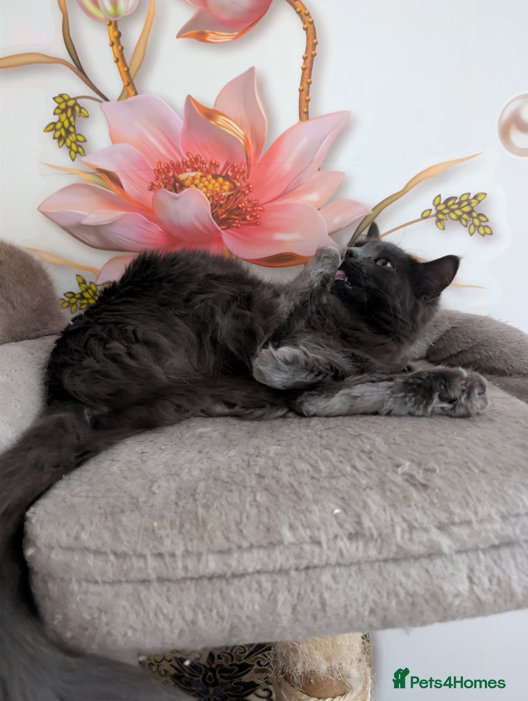 Mixed Breed cats for sale: Free Beautiful Young Female Cat for a new home - Advert 2