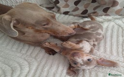 Miniature Dachshund dogs for sale: Adorable KC registered mini dachsund pups - Image 23
