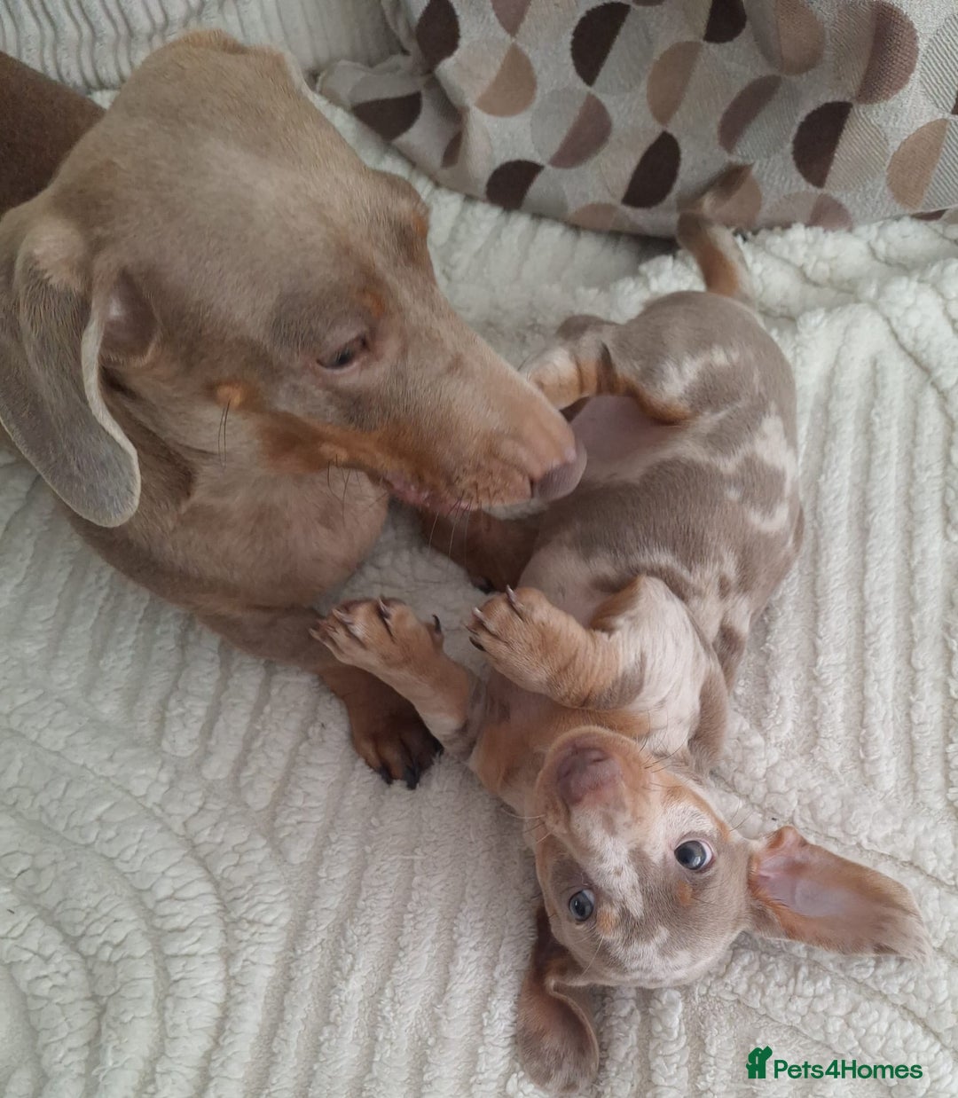 Miniature Dachshund dogs for sale: Adorable KC registered mini dachsund pups - Image 23