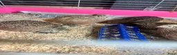 Quail poultry for sale: Coturnix, CPQ and bobwhite quails - Advert 2