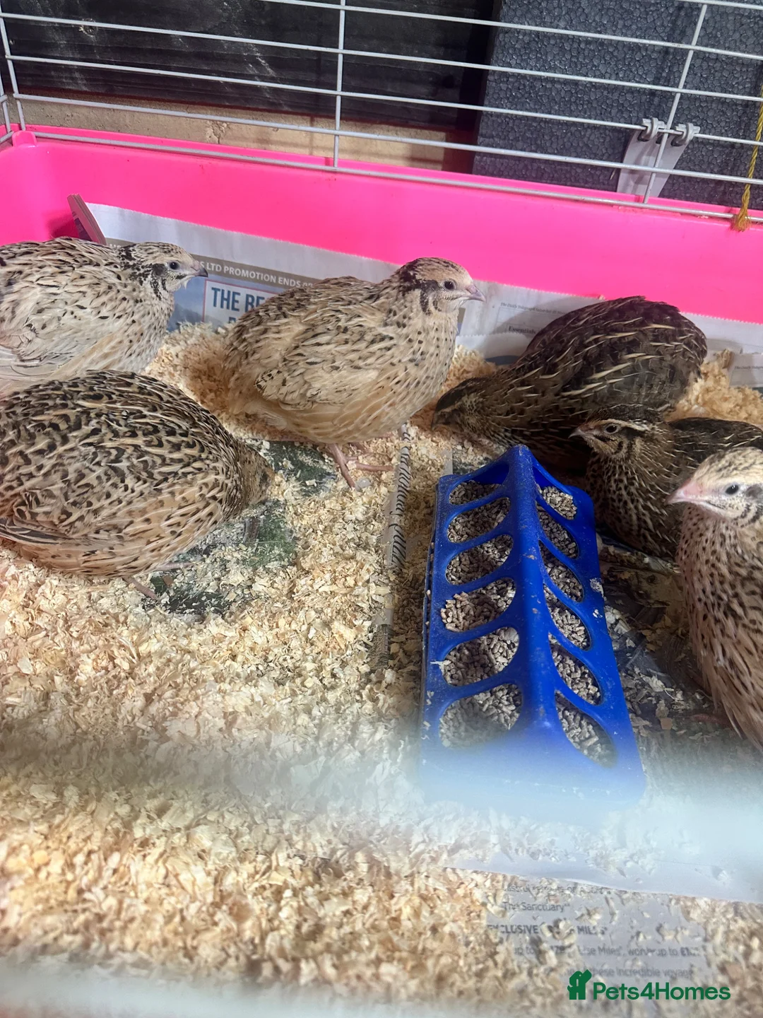 Quail poultry for sale: Coturnix, CPQ and bobwhite quails - Advert 2