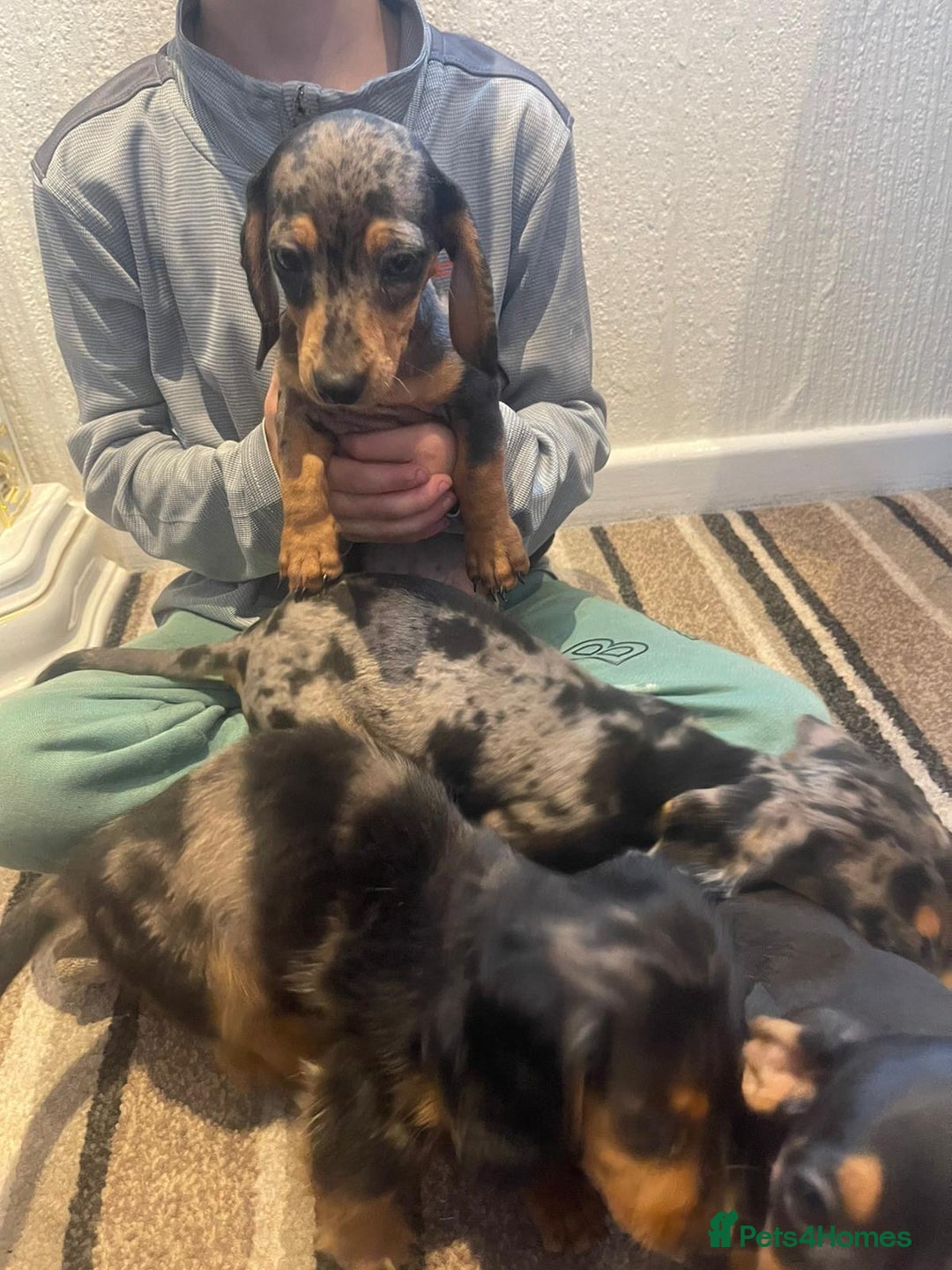Dachshund dogs for sale: Stunning dachshund puppies for sale males  - Image 3