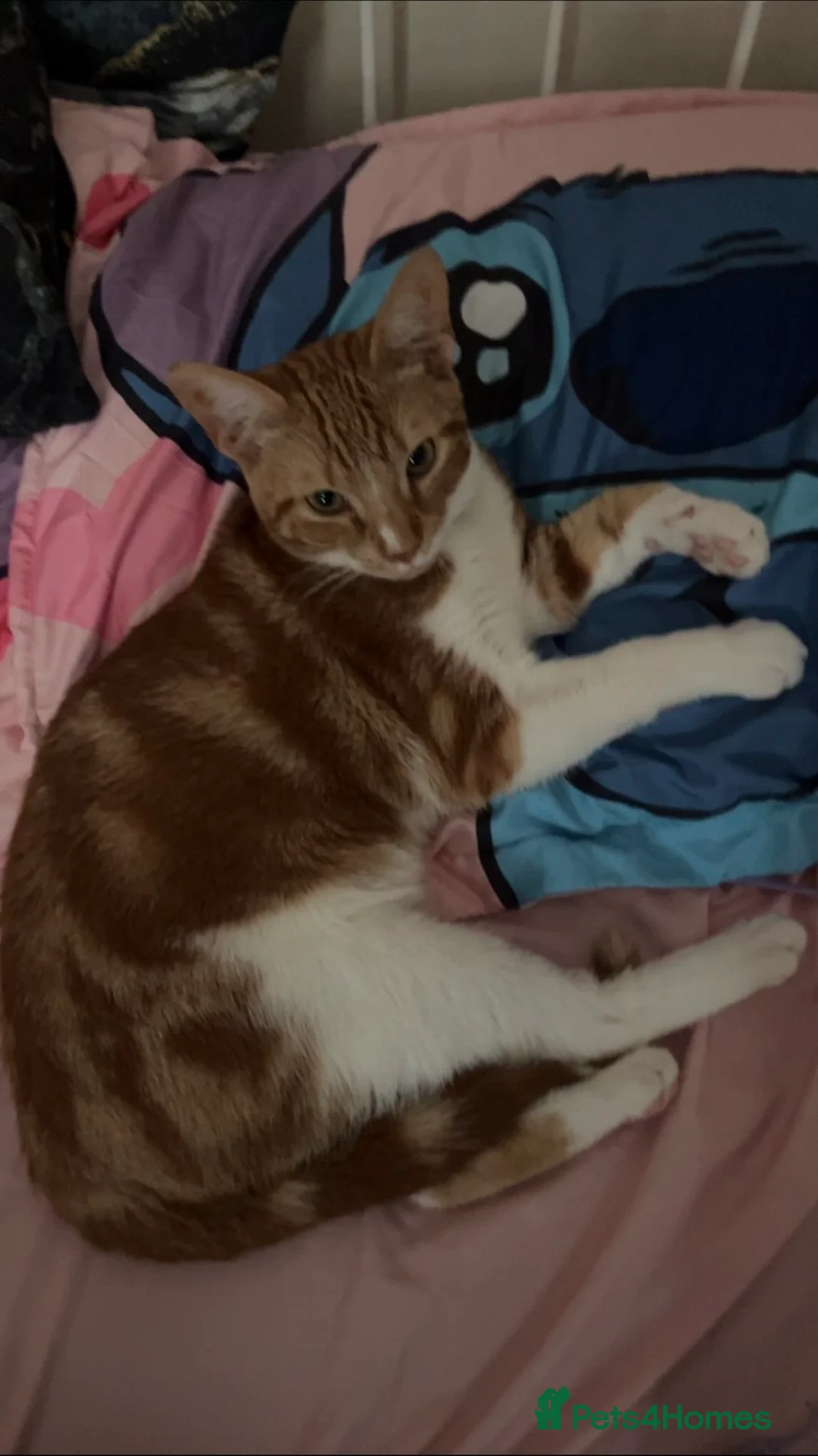 Domestic Shorthair cats for sale: Ashy and Flamy - Advert 2