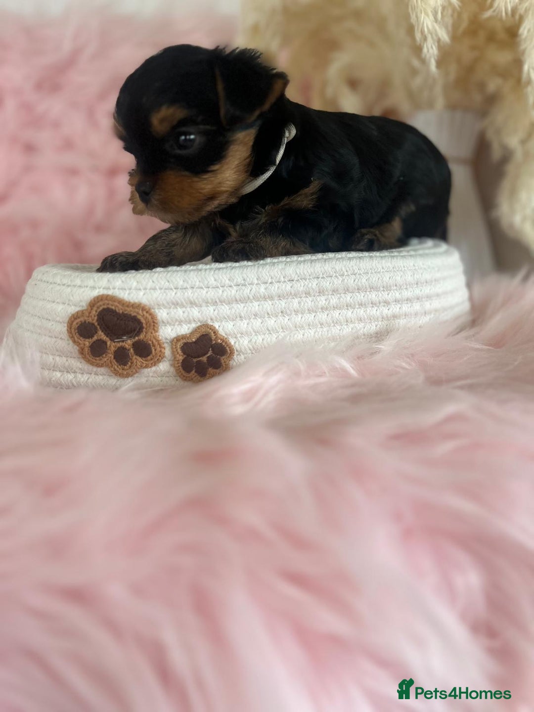Yorkshire Terrier dogs for sale: 4 boys available  in London - Image 18