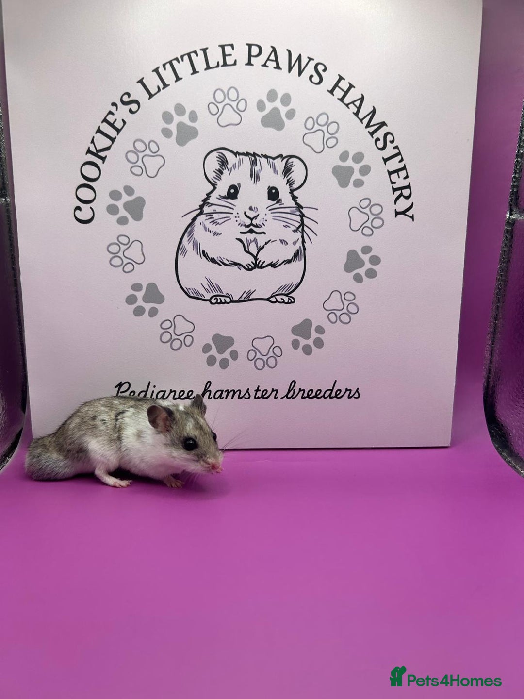 Hamster rodents for sale: Pedigree Chinese hamsters  - Image 9