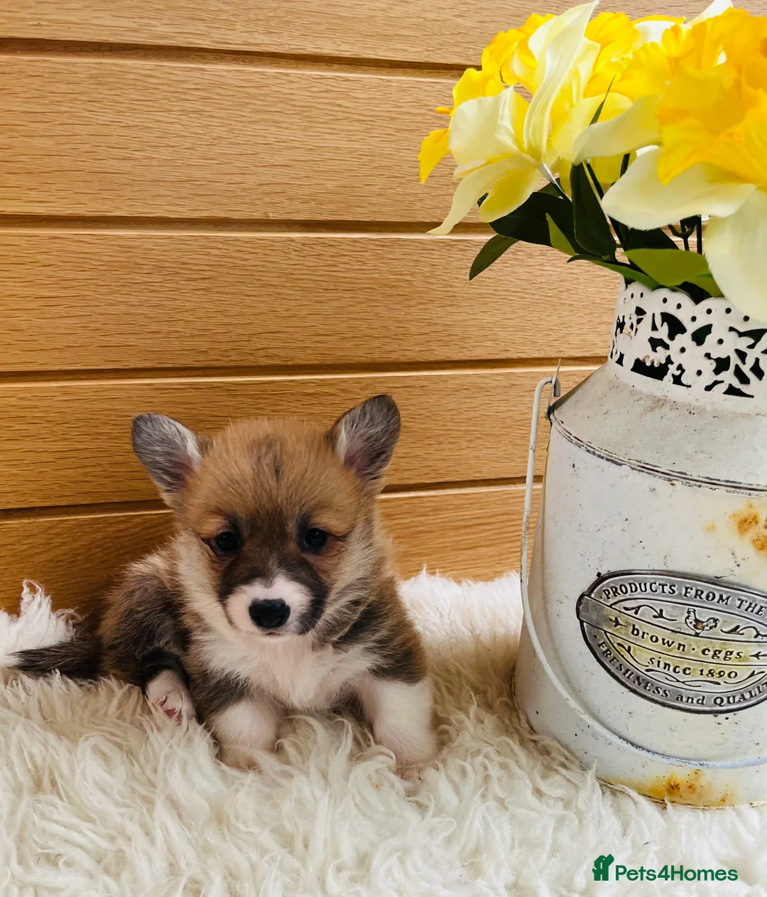 Welsh Corgi Pembroke dogs for sale: KC reg Welsh Corgi Pembroke puppies - Advert 9