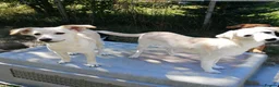 Mixed Breed dogs for adoption: ❤️ SUMMER❤️ – YOUR CHANCE TO HAVE SUMMER FOREVER - Advert 15