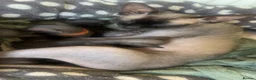 Sphynx cats for sale: Pure grey Canadian sphynxs - Advert 6