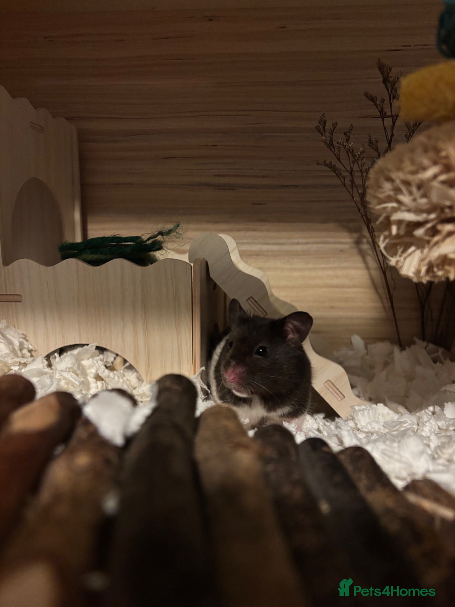 Hamster rodents Alan needs a new home! - Advert 1