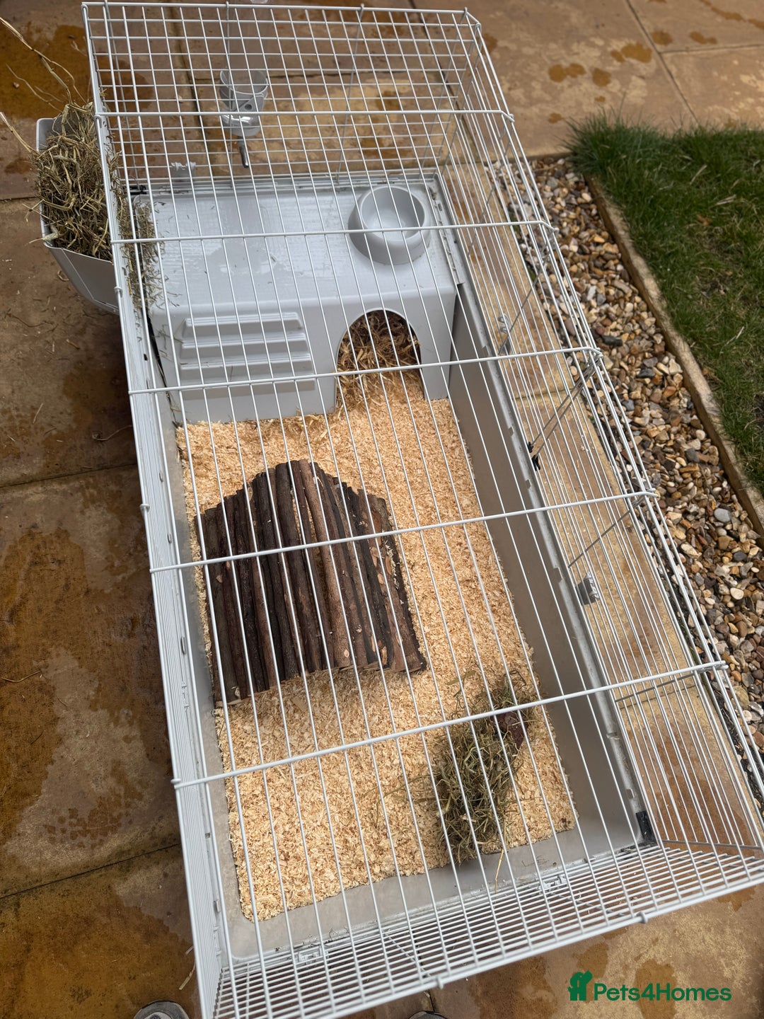 Alaska rabbits for sale: Rabbit for sale - Image 4