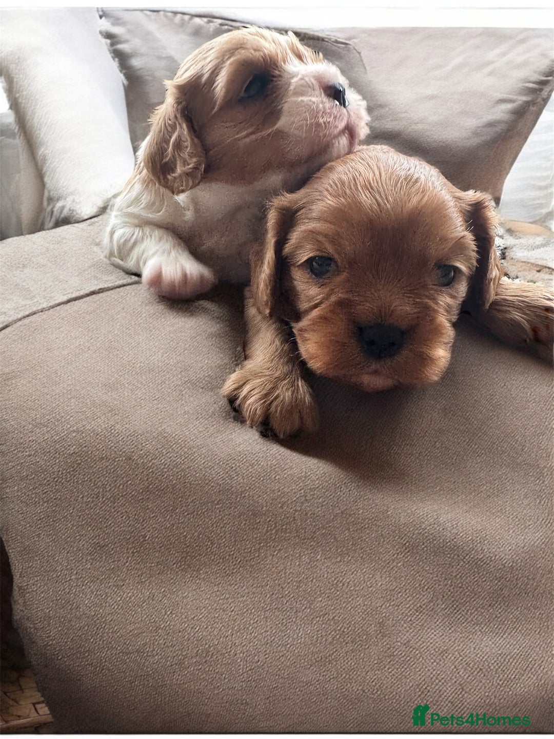 Cavalier King Charles Spaniel dogs for sale: Stunning top quality KC reg Ruby boy remaining  - Image 3