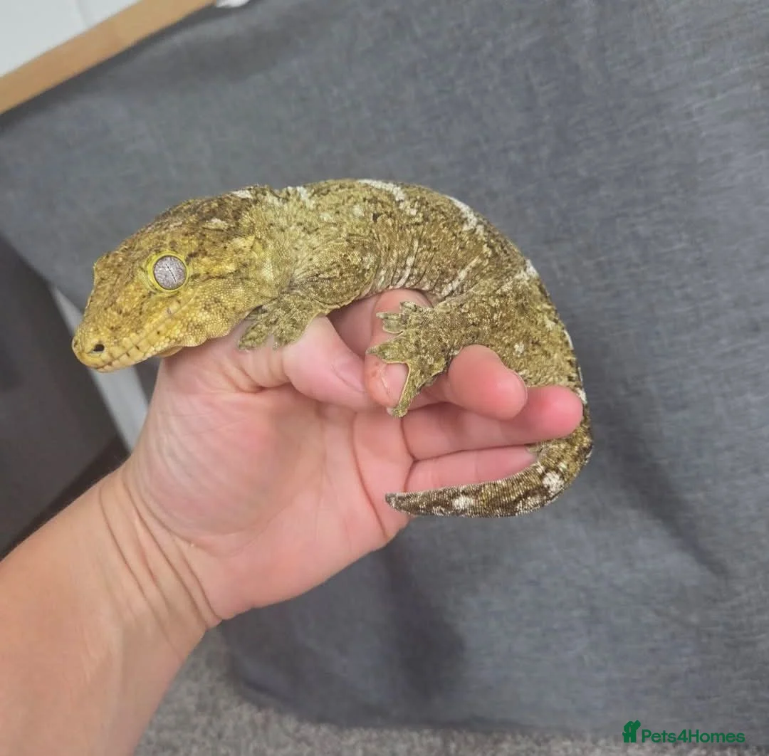 Gecko reptiles for sale: Leachinaus gecko proven female in Wigan - Advert 2