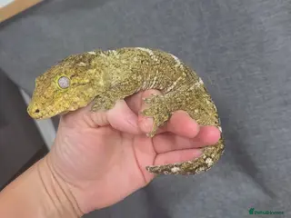 Gecko reptiles Leachinaus gecko proven female - Advert 2