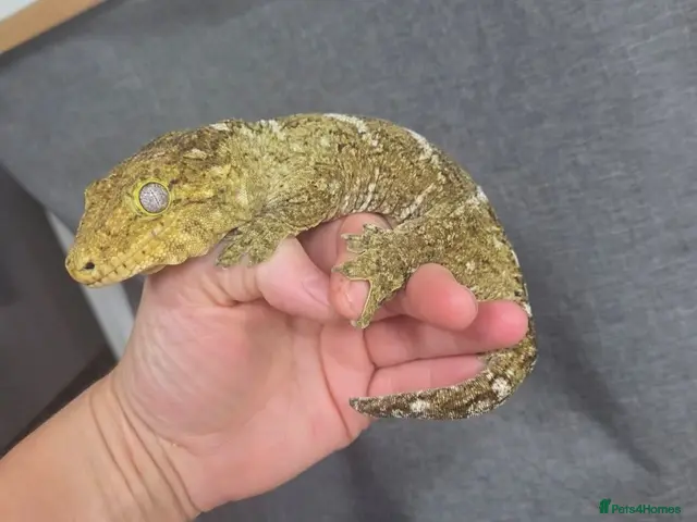 Gecko reptiles Leachinaus gecko proven female - Advert 4