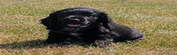 Cocker Spaniel dogs for sale: Ready now, black male pedigree cocker spaniel pup - Advert 7