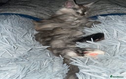 Maine Coon cats for sale: TICA registered Maine coon kittens  - Image 4