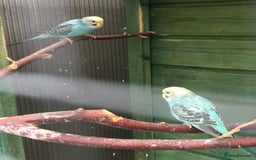 Budgerigars birds for sale: Baby, Budgies for sale - Image 3