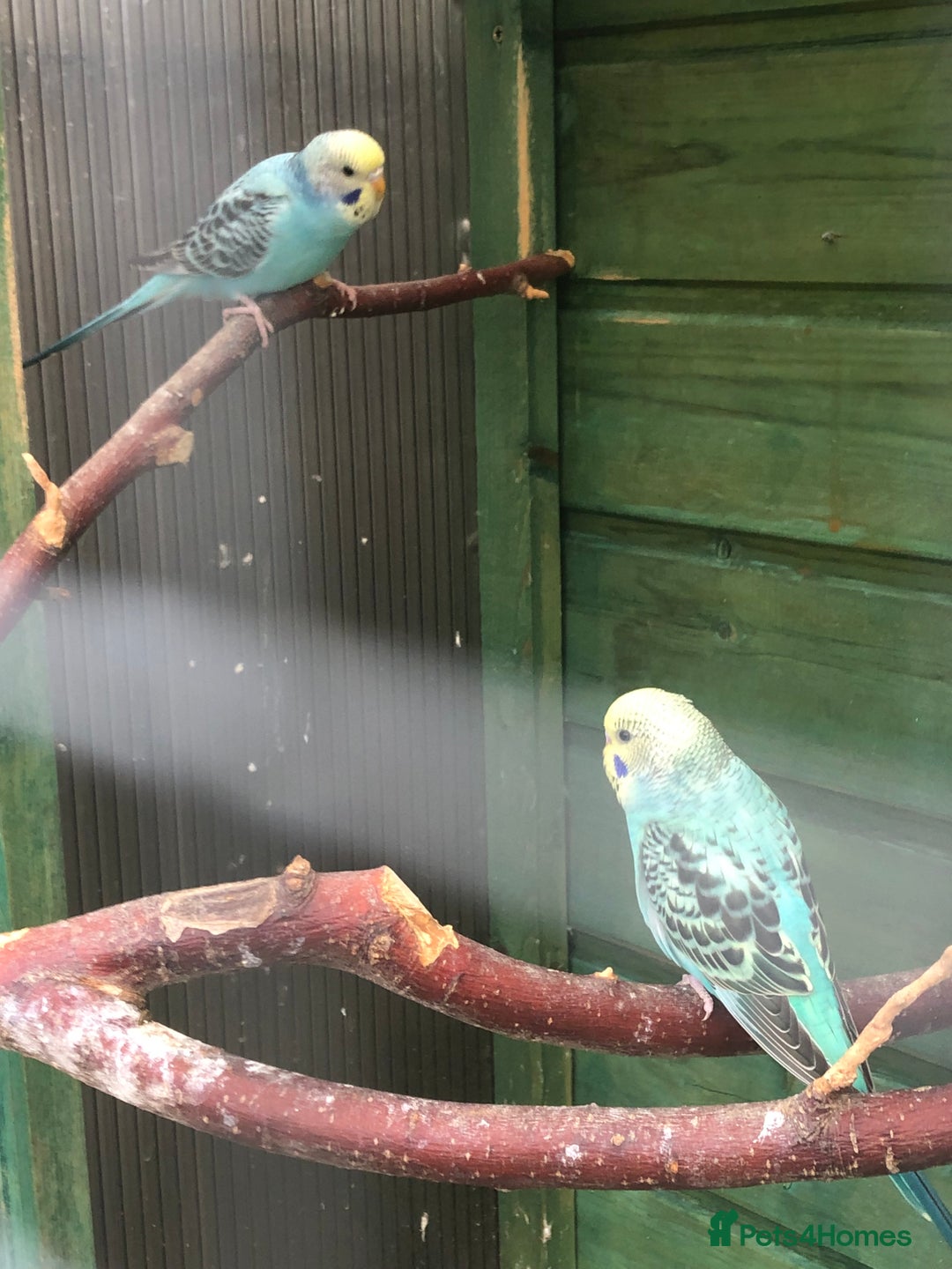 Budgerigars birds for sale: Baby, Budgies for sale - Image 3