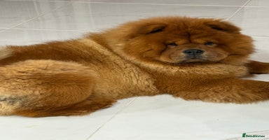 Chow Chow dogs ROLEX… Son of Crufts Imperial Champion  - Advert 11