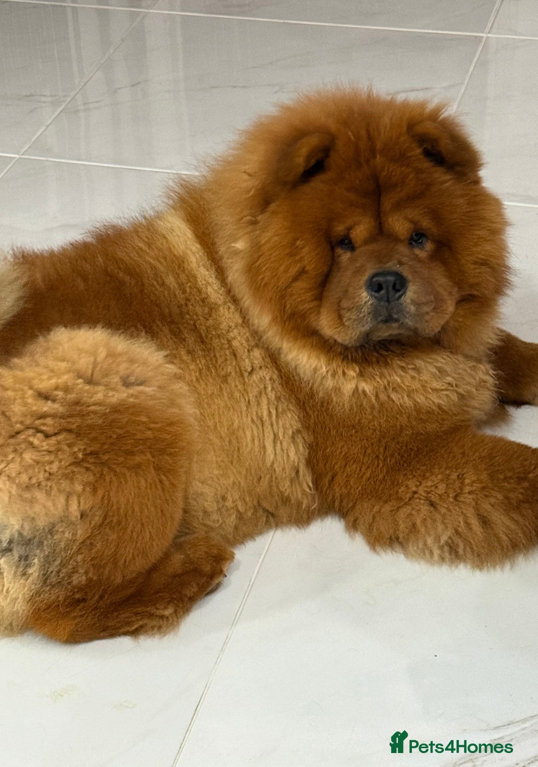 Chow Chow dogs for stud: ROLEX… Son of Crufts Imperial Champion  - Advert 3