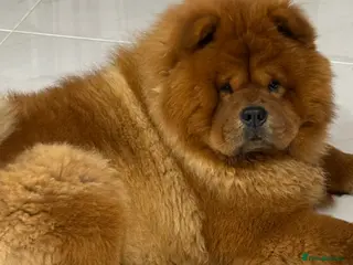Chow Chow dogs ROLEX… Son of Crufts Imperial Champion - Advert 1