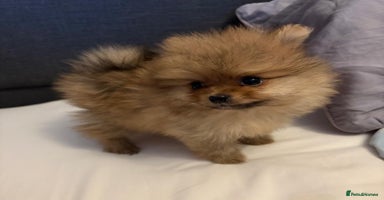 Pomeranian dogs - Advert 3